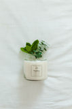Eucalyptus  and Peppermint Candle